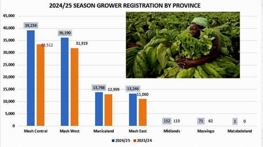 Tobacco industry’s US$60bn target back on course . . .Good rains raise prospects of bumper harvest . . .Growers and seed sales increase