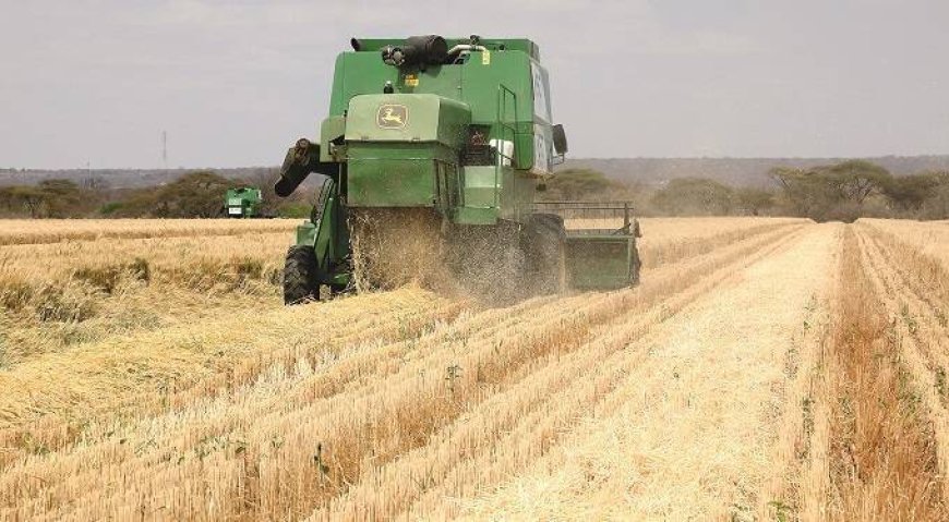 Best practices for wheat harvesting