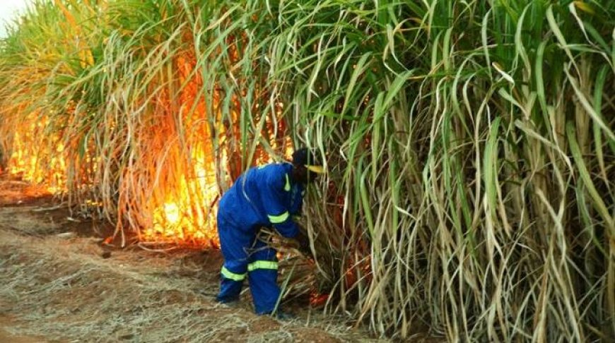 Sugarcane farmers, millers clash over revenue sharing